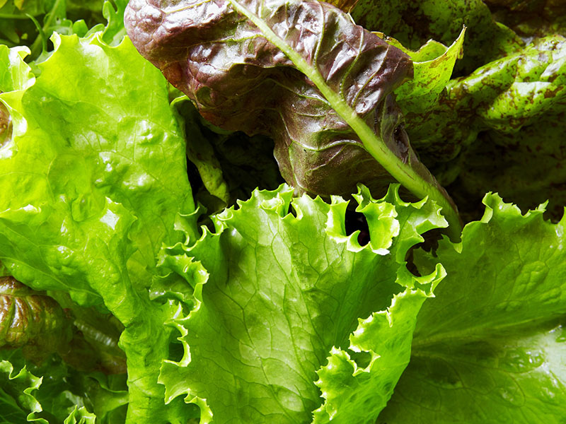 APM Italia Fresh Produce Salad Baby Leaf