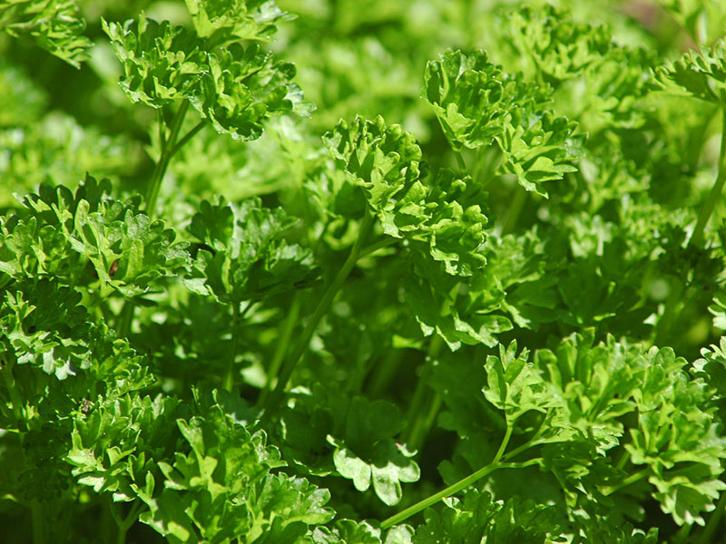 APM Italia Fresh Produce Vegetables Parsley