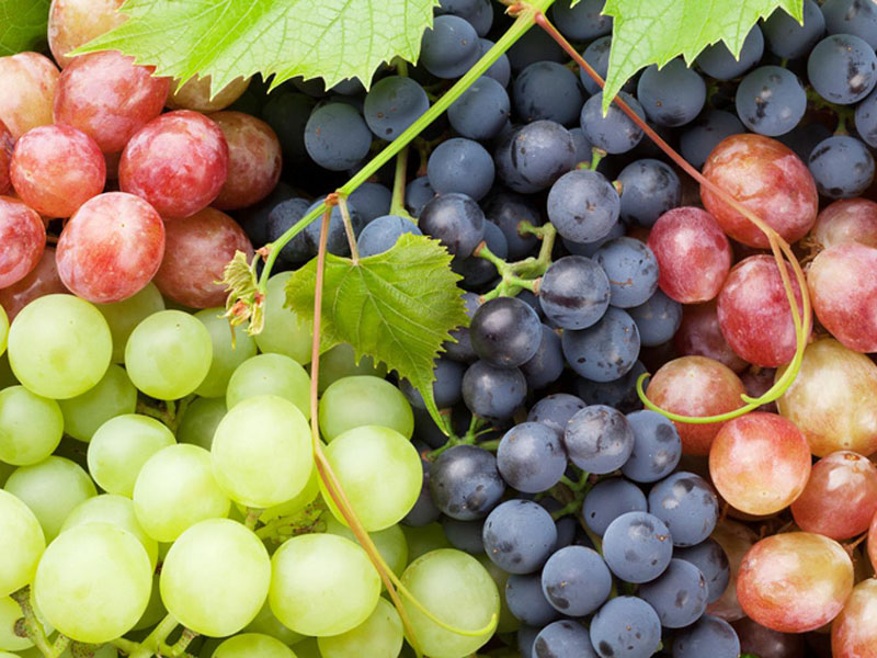 APM Italia Fresh Produce Fruit Grapes