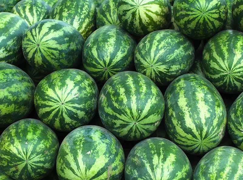 APM Italia Fresh Produce Fruit Melon