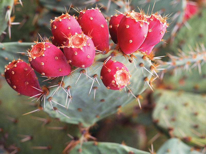 APM Italia Fresh Produce Fruit Prickly Pear