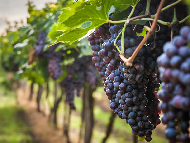 APM Italia Fresh Produce Fruit Wine Grapes